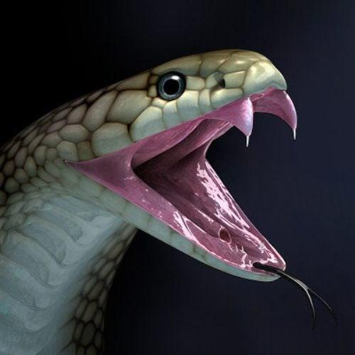 Deze slangen leven van kleinere prooidieren. 1 2 4.