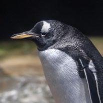 gentoopinguïn nederlandse naam gentoopinguïn Franse naam manchot papou Engelse naam gentoo penguin wetenschappelijke naam Pygoscelis papua Gentoo.