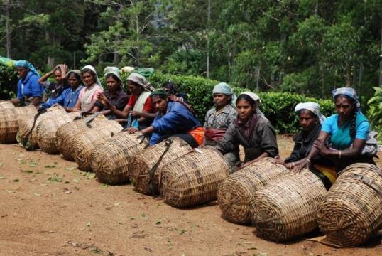 VASTENAKTIE 2015: SRI LANKA Sri Lanka wordt de parel van de Indische Oceaan genoemd.