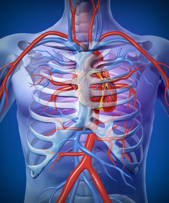 november 2018 hoofdverpleegkundige D3 Het hart Het hart werkt als een pomp en voorziet zo de organen van bloed.