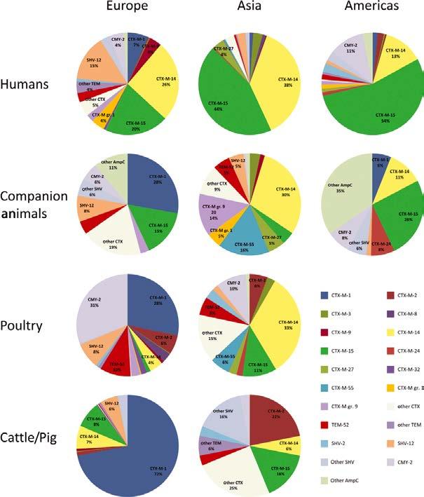 Extended spectrum β lactamase producing and AmpC producing Escherichia coli from livestock and companion animals, and their putative impact on public health: a global perspective Clinical
