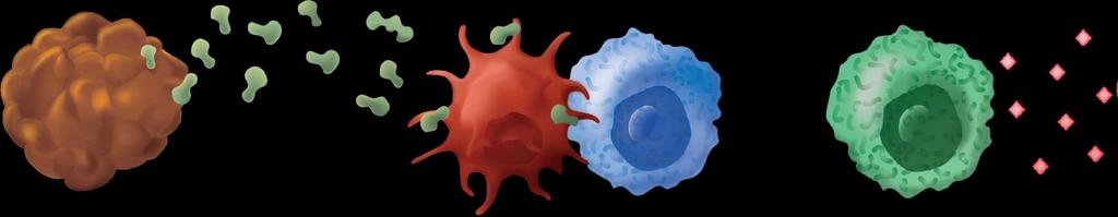 Antitumor Immune Response T-cell mediated immune response 1,2 Tumor-specific antigens Antitumor effector