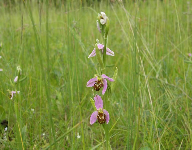 Planten In 2014 vond ik nabij het cluster Rangeerstation enkele tientallen bloeiende exemplaren van de Bijenorchis. Deze zeldzame orchidee verdient uiteraard verdere opvolging.