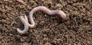 Creëer een omgeving waarin deze salamander voldoende voedsel kan vinden, zowel op het land als in het water.