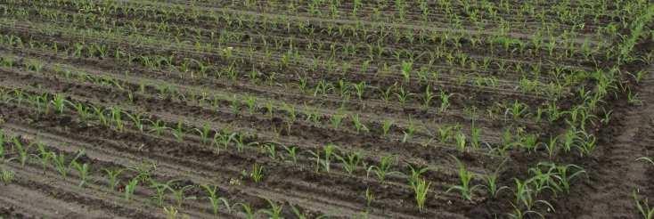 Cumela(Maurice Steinbusch) ForFarmers(Bob Keurentjes) Agrifirm(Leo Tjoonk) WP4-team LTO Nederland (Claude van Dongen?