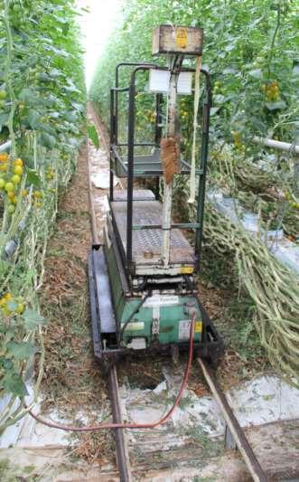 Een tomatenplant groeit ongeveer 25 cm per week en is aan het eind van de teeltcyclus 15 meter lang.