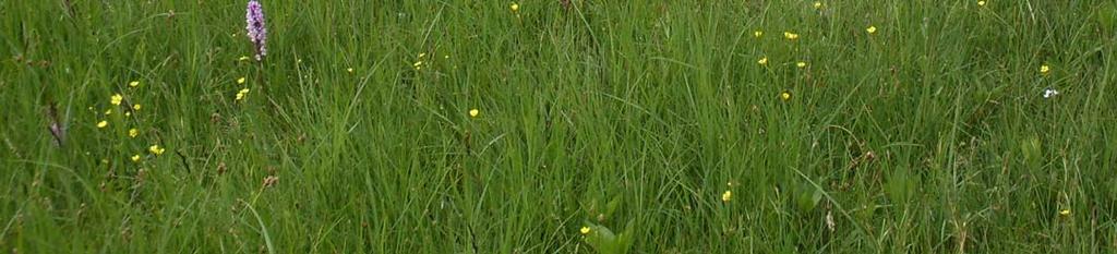kleine valeriaan, moerasviooltje, brede orchis, rietorchis,