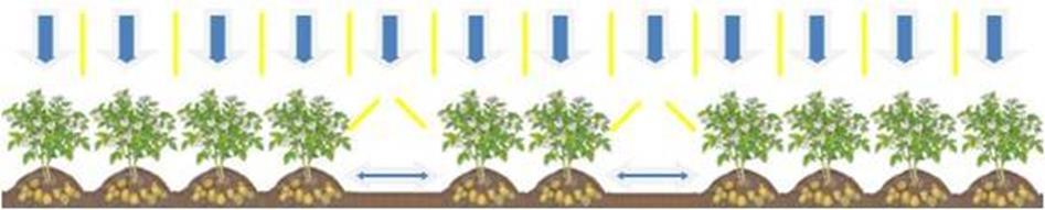 1) Gevolg van gebruik rijpaden Aardappelplanten links en rechts naast het