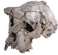 ongeveer 1,75 miljoen jaar geleden leefden en zelfs in sommige opzichten aan ons eigen geslacht Homo.