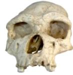 vindt dat er eerst meer van het onderlichaam gevonden moet worden om het geslacht te kunnen bepalen en om te bepalen of Tournaď op twee benen liep, een onderscheidend kenmerk van hominiden.