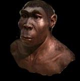 Tijdschema Homo habilis (2,4 miljoen jaar geleden) Waarschijnlijk de eerste mensensoort die gebruik maakte van stenen werktuigen. Deze mensensoort was klein (hooguit 1,5 m) en leefde in Oost-Afrika.