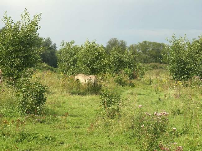 3.2 Streefbeelden en bijbehorend onderhoud en beheer In deze paragraaf worden de streefbeelden en het bijbehorende onderhoud en beheer nader beschreven.