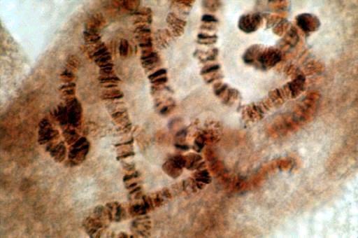 INFO-2 Cel kern chromosoon gen - DNA In de cellen bevindt zich een kern. Alle eigenschappen van de cel worden vanuit de kern geregeld. In de kern bevinden zich chromosomen.
