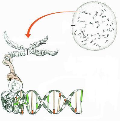 Cellen, chromosomen en celdelingen. Opdracht 2 Gebruik bij het beantwoorden van de vragen de gegevens in het Info-2 a. In welk deel van de cellen zitten de chromosomen? b. Hoeveel chromosomen hebben mensen in hun cellen?