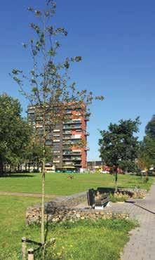 Uit de Monitor Bomen aan Zee zal blijken of grauwacke 16-45 mm op duinzand voldoende vochtvasthoudend vermogen heeft voor een gezonde boomgroei.