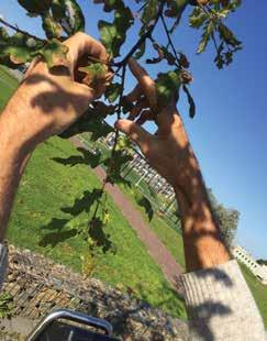 < Afbeelding 4 Quercus robur in gras en in verharding, IJmuiden. Afbeelding 5 (foto onder) Scheutlengtegroei 20 cm, Ilex acquifolium, Noordwijk.