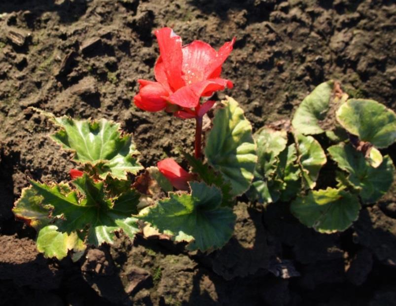 Knolbegonia Eenjarige teelt met