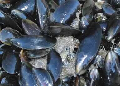 Latijnse naam: Mytilus edulis Nederlandse naam: Mossel Inheems/uitheems Inheems Economische waarde hoog Beschrijving De schelp is tot 80 mm lang, 40 mm hoog en is geel-bruin tot zwart-blauw van kleur