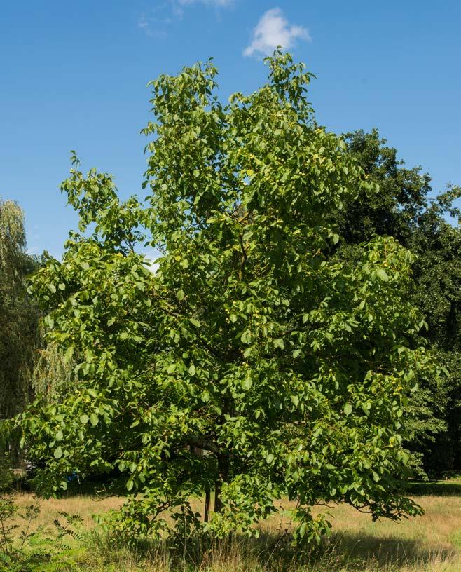 4.3 Overige bomen Naast de beuken zijn nog 7 andere bomen geselecteerd om verplant te worden.