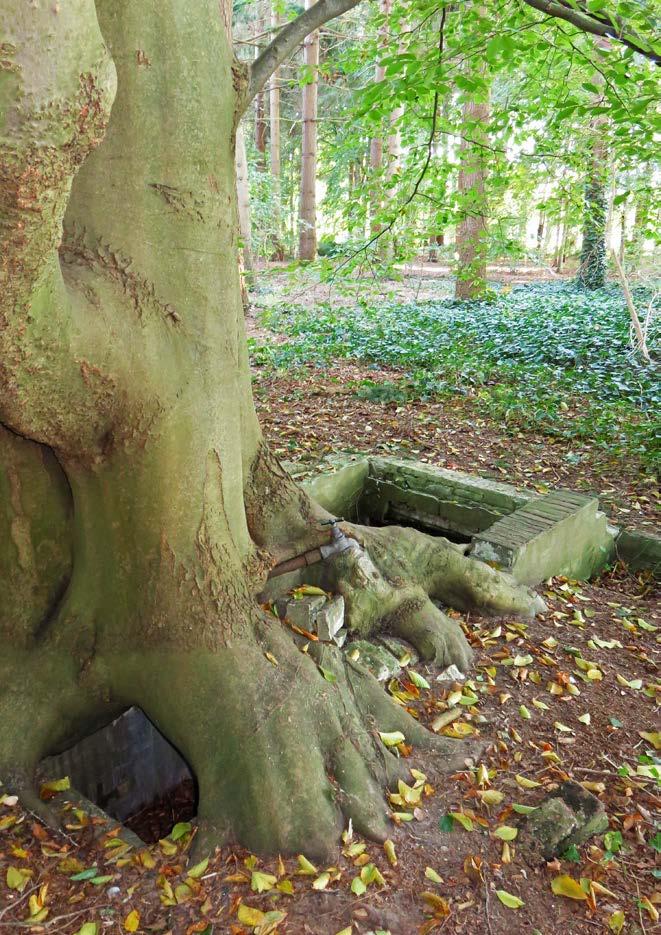 Ten behoeve van deze ontwikkelingen dienen diverse bomen geveld of verplant te worden.