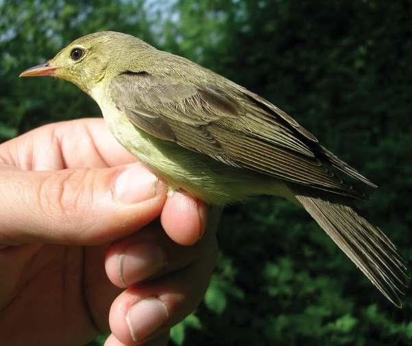 gen bekend (alle terugmeldingen van de spotvogels die wij in onze database hebben). Deze 25 terugmeldingen zijn verdeeld over 23 vogels.