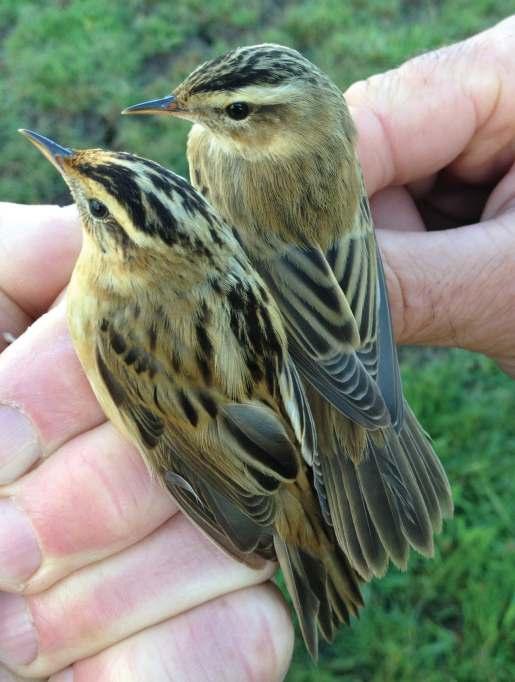 De meest bijzondere spotvogel hiervan is een vogel die op 2 augustus 2008 als 1e kalenderjaar geringd in de Stolwijkse boezem.