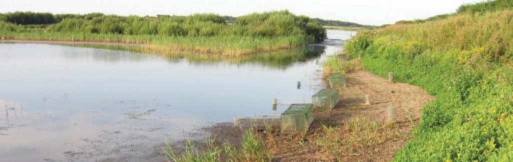 Vlieland Ook in 2014 heeft er weer ringonderzoek op Vlieland in de Kroonspolders aan de westzijde van het eiland plaatsgevonden Algemeen De belangrijkste wijziging in vergelijking met voorgaande