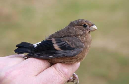 Top 20 allertijden De lijst met de 20 meest gevangen vogelsoorten vanaf 1960 ziet er als volgt uit: 1. Vink...20.955 (nog steeds op de eerste plaats) 2. Graspieper...17.