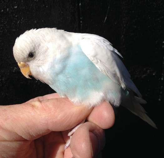 hebben. Deze oude dame heeft dan al een respectabele leeftijd van 6 jaar. Meldingen van spotvogels die na enkele jaren op de ringplek worden terug gemeld zijn vrij uniek (zie elders).