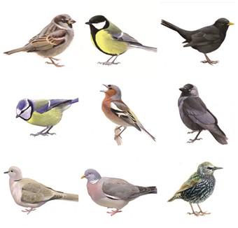 Vogeltelling in 2B Vogeltjes op de speelplaats tellen. Vogels zijn leuk! Ze kunnen vliegen en eten wormen. We zijn een paar keer vogeltjes gaan tellen vorige week.