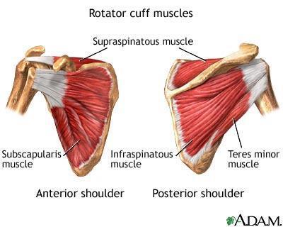 Cuff Rotator cuff is een complex van pezen van de 4 scapulohumerale