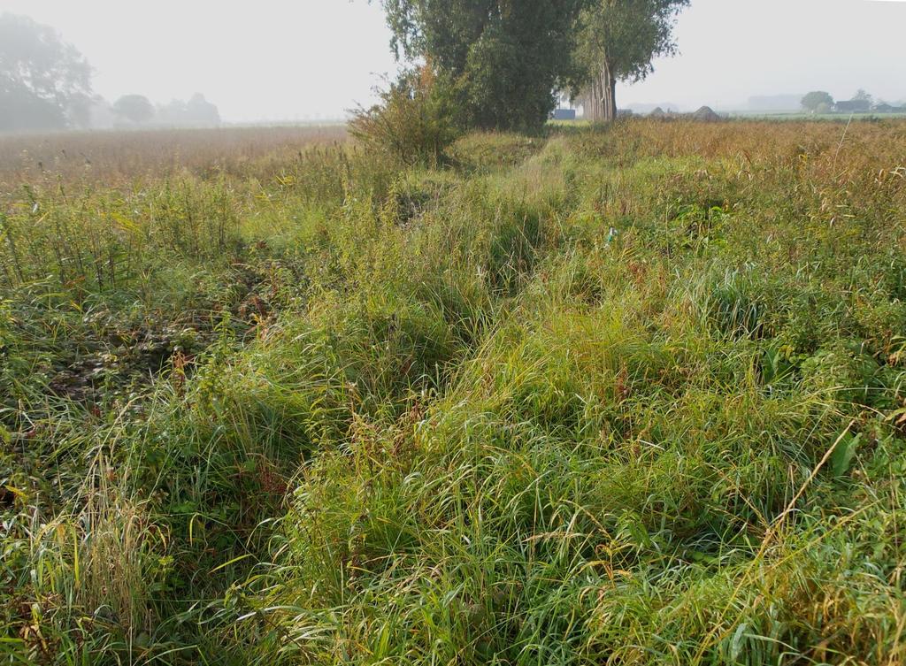 ZWZ-kamp Braakman 207 raai 5. Het Blikkenweitje-Noord.0x2 vallen Kreekrest met een brakke vegetatie, aan oostzijde begrensd door N62. Begraasd met enkele runderen.