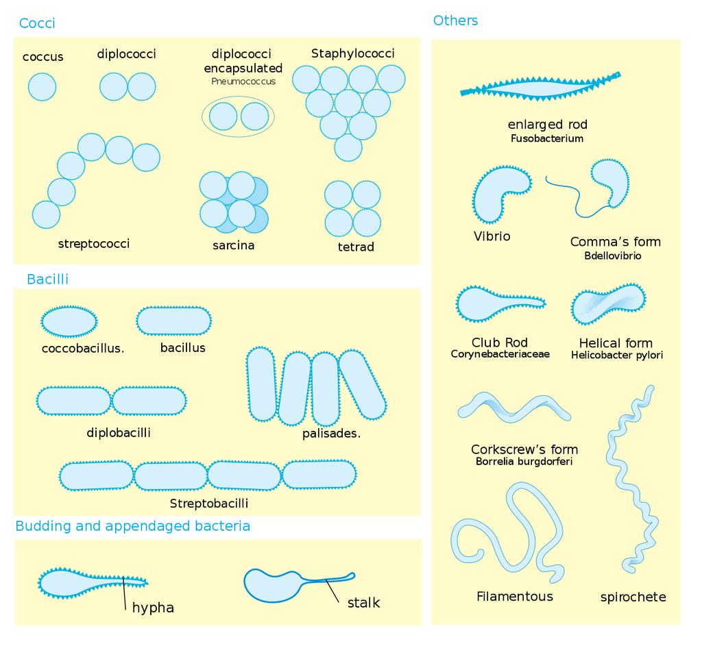 Indeling bacteriën