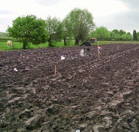 en Westerwolds raaigras worden sinds dit jaar niet meer beschouwd als verschillende groenbedekkers.