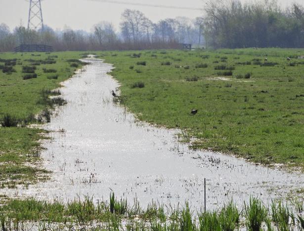 2.2 Natuurdoelen Tussenevaluatie In de tussenevaluatie van het project (Westerink et al., 2016) zijn de natuurdoelen beschreven op basis van beschikbare overeenkomsten en beheerplannen.