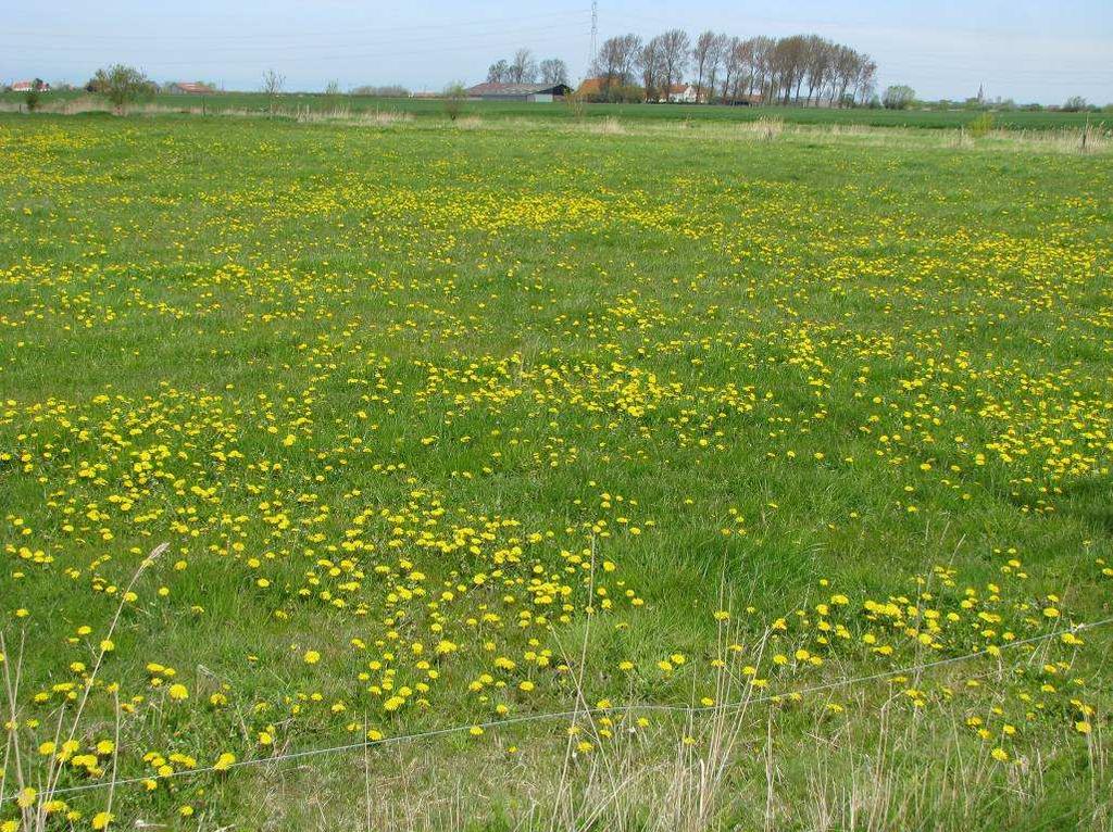 maar voor de helft meegeteld als 'akkervogelvriendelijk terrein'. Dit betekent dat 14,5 ha akkervogelvriendelijk cultuurgrasland wordt meegeteld.