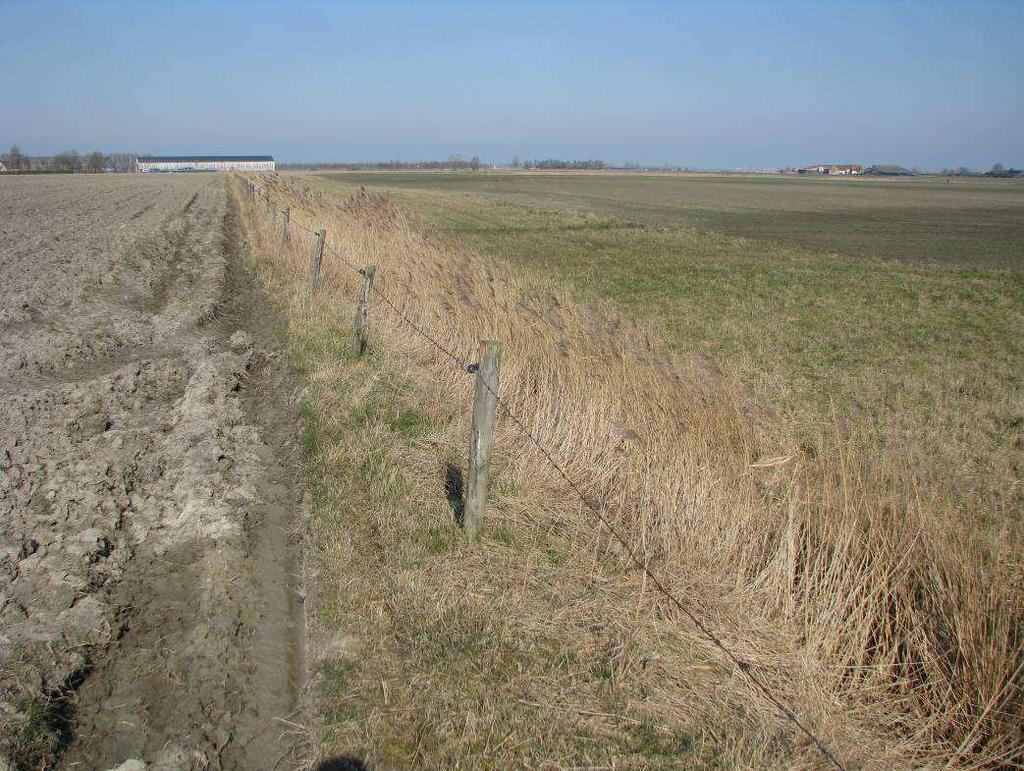 Foto 4: gracht met rietkraag in kaal polderlandschap in de winter. De rietkraag biedt goede dekking voor akkervogels. 6.