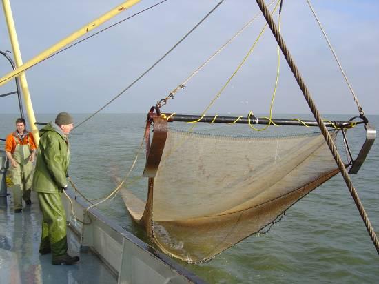 In andere monitoringsreeksen zien wij de laatste jaren een sterke toename van het aantal houtingen (Tulp & van Willigen, ; Tulp et al., ; Patberg et al., ).