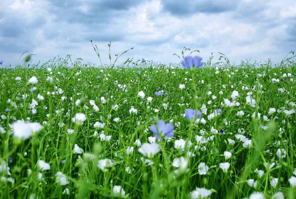 BIOBASED NATUURLIJKE VERF OP BASIS VAN LIJNOLIE Verf op natuurlijke basis is erg belangrijk voor ons.