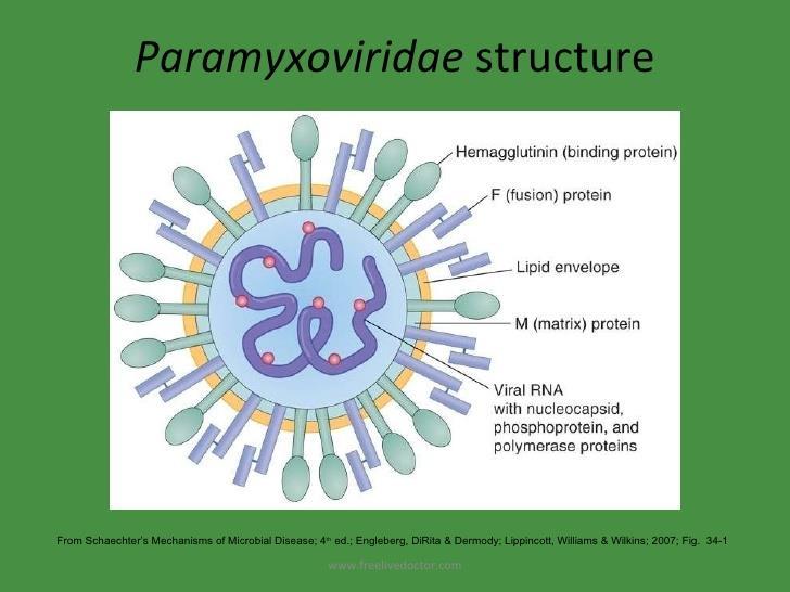 1. Etiologie Avian paramyxovirus 1 = RNA-virus, verschillende genotypes Virulentie bepaald door intracerebrale pathogeniciteitsindex (ICPI) Klassificatie adv virulentie o Lentogeen (langzaam,