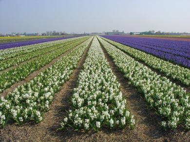 Erwinia hoog op de agenda Erwinia of agressief snot staat in De Zuid hoog op de agenda, de problemen nemen toe en de bacterie is niet goed te bestrijden. Voorkomen en beheersen is daarom de remedie.