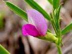 Trifolium pratense Medicago