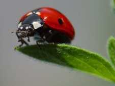 observed in grassy field margin Mean insects observed 150 