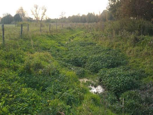 Aanvankelijk spaarzaam ontwikkelde zich op verschillende plekken een ondergedoken vegetatie van vooral smalle waterpest of sterrenkroos.