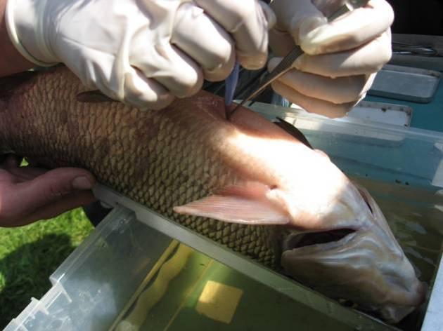 Vissen van 10 tot 15 cm kregen een PIT-tag van 12 mm lengte (2,1 mm diameter; 0,06 g) ingeplant. Vissen vanaf 15 cm kregen een PIT-tag van 23 mm lengte (3,85 mm diameter; 0,60 g) ingeplant.