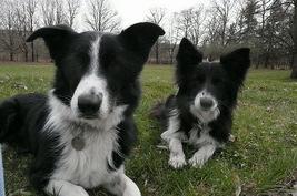 Mirjam hield ondertussen de honden