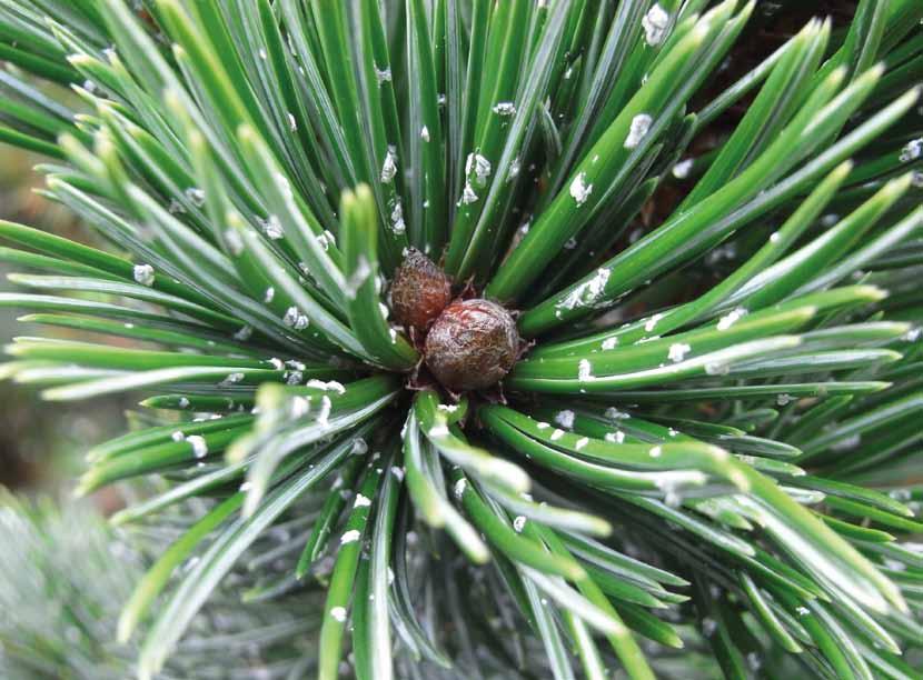 Pinus aristata met hars op de naalden Geslacht Pinus verdient de volle aandacht Soorten, vars en variëteiten te over.
