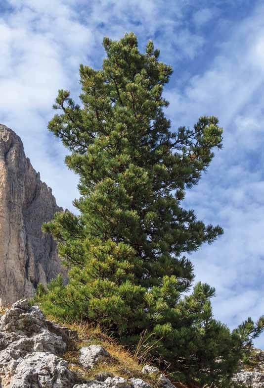 SORTIMENT bekend en de boom groeit 1400 tot ca. 2900 m boven zeeniveau. De grootste species staat in het Stanislaus National Forest in het Sierra Nevadagebergte in Californië.