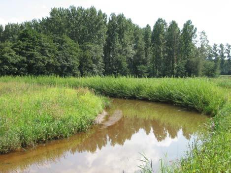 Bij hogere debieten loopt het overtollige water via een aangelegde overstortdijk naar een weide op de linkeroever van de Mangelbeek.