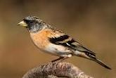 Zoals de Latijnse naam al aangeeft wordt deze vogel ingedeeld bij de familie van de gorzen. Is als broedvogel in ons al jaren uitgestorven. Broedde graag op de grond in graanvelden.